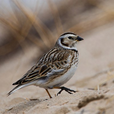 Bird walks on sandy ground near grass