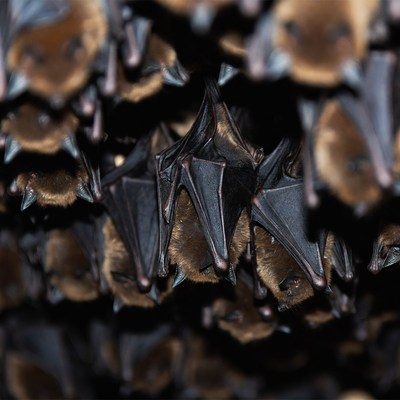 Bats hanging in cave at night