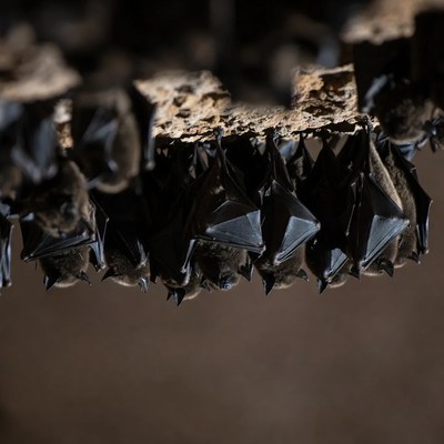 Bats hanging in dark cave