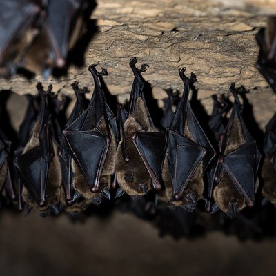 Bats hanging in dark cave