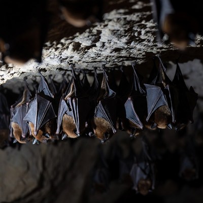 Bats hanging in a cave
