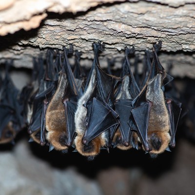 Bats hanging in cave during night