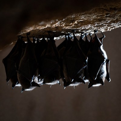Bats hanging in a cave at night