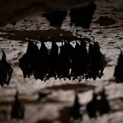 Bats roosting in cave at night
