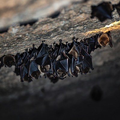 Bats hanging upside down in cave