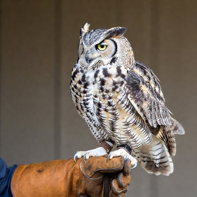 Owl perched on a handler's glove