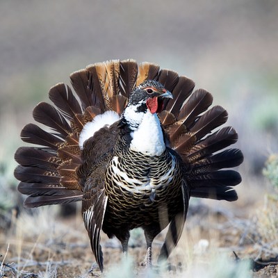 Bird displays feathers during mating season