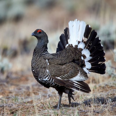Bird displays colorful feathers in nature