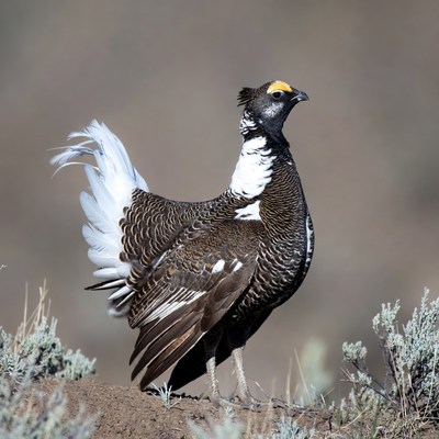 Bird displaying on rocky ground