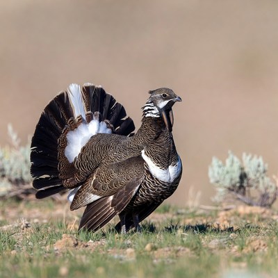 Bird displays feathers in field