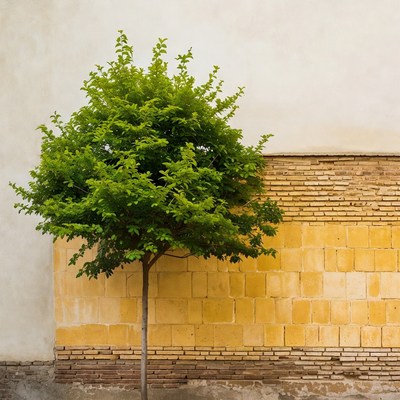 Green tree by yellow wall in warm light