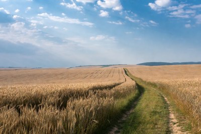 Path through a wheat field