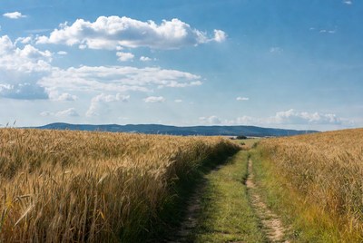 Pathway through golden wheat fields