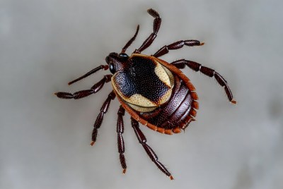 Tick on a white surface