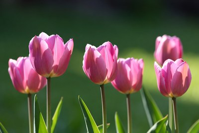 Pink tulips blooming in spring sunlight