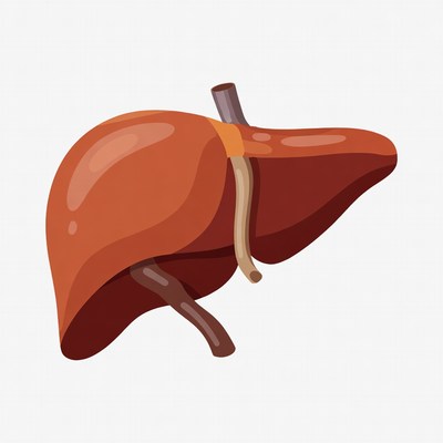 Liver illustration on white background