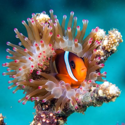 Clownfish in sea anemone habitat