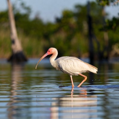 Wading bird in shallow water