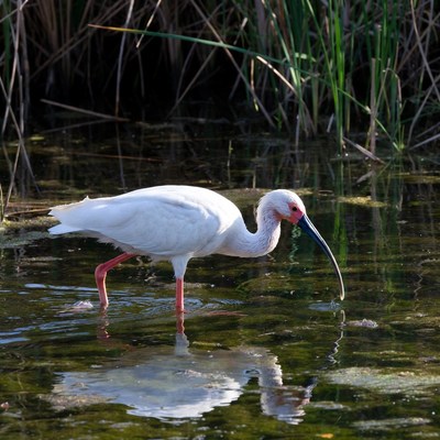 White bird wading in shallow water