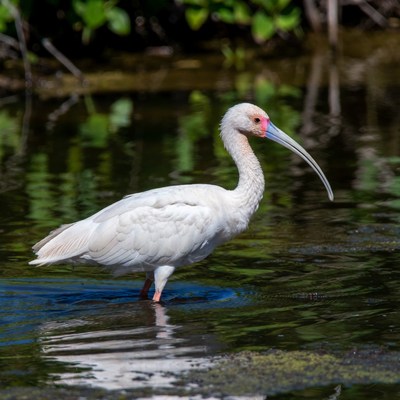 Bird stands by the water
