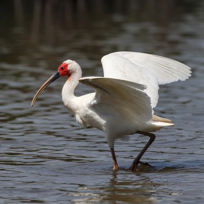 White ibis in wetland environment