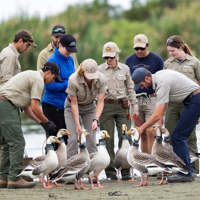 Team of people tags geese by water