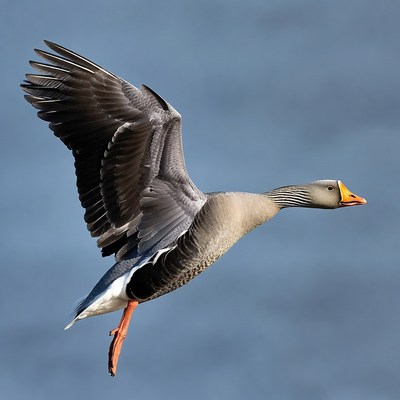 Goose flying over blue water