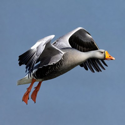 Goose flying in clear sky