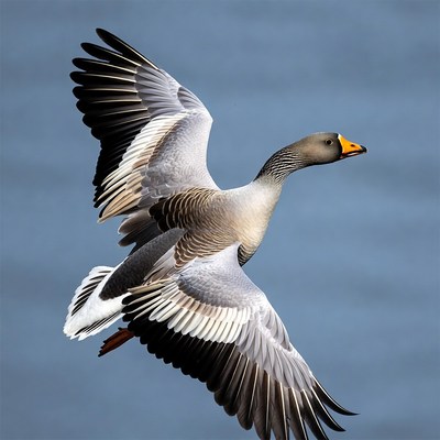 Goose flying over water