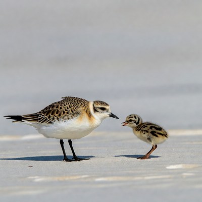 Birds walking on sandy beach