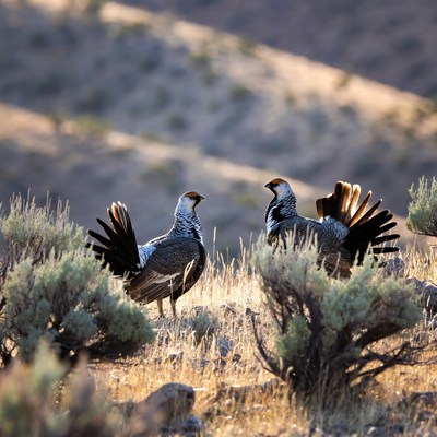 Two birds display in the wild