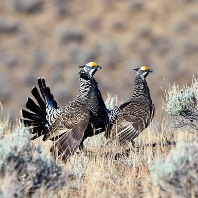 Two birds in the grassland