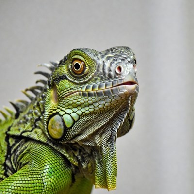 Iguana close-up on display