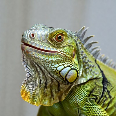 Iguana close up in indoor setting