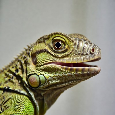 Green lizard close-up in indoor setting