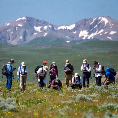 People studying plants in a field
