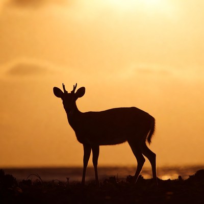 Deer silhouette at sunset near water