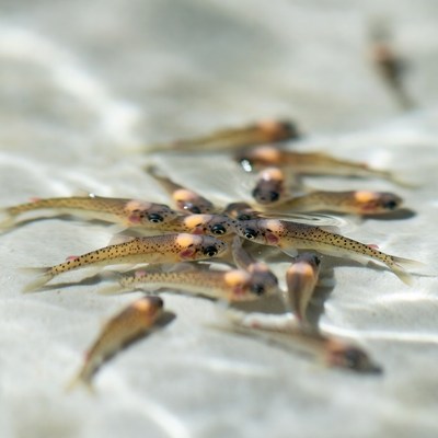 Small fish swim in water
