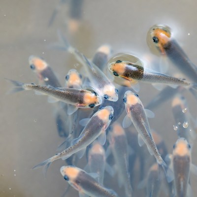 School of fish swimming underwater