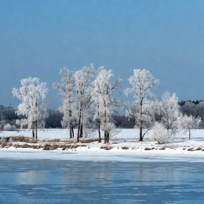 Winter scene with frosted trees and ice