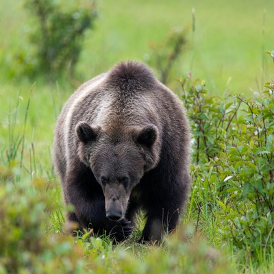 Bear walking through green grass