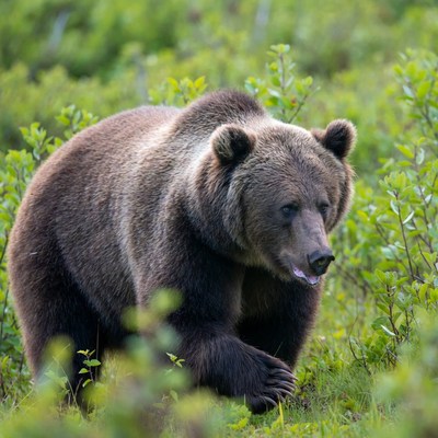 Bear walking through green bushes