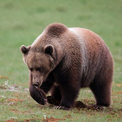 Bear foraging in grassy field