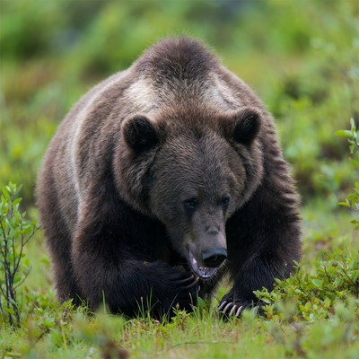 Bear walking in green field