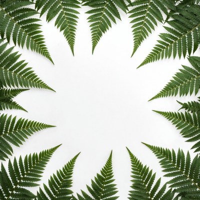Green ferns arranged in a circle