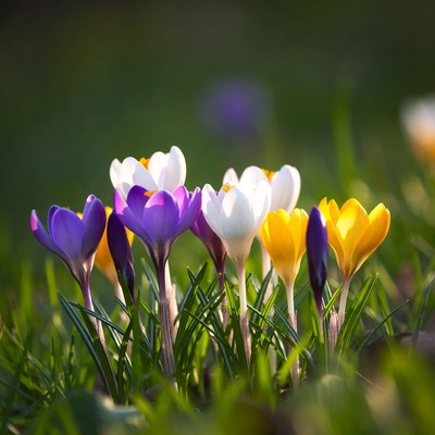 Colorful flowers blooming in spring