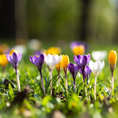 Colorful flowers blooming in spring