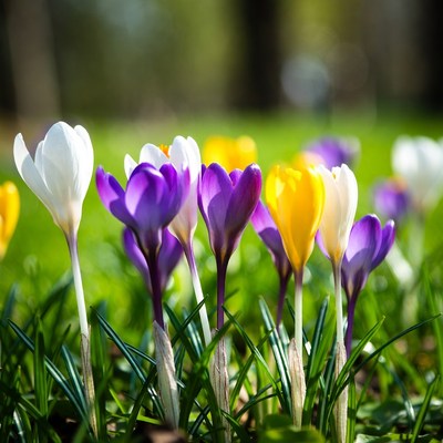 Colorful flowers blooming in springtime