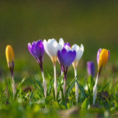 Crocuses blooming in the field