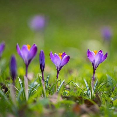Crocus flowers blooming in spring
